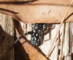 Nyssus albopunctatus