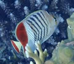 Chaetodon paucifasciatus