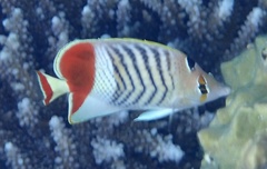 Chaetodon paucifasciatus