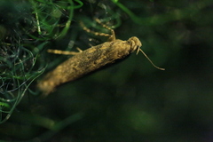Scrobipalpa ocellatella