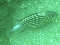 Sargocentron diadema