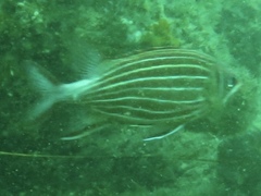 Sargocentron diadema