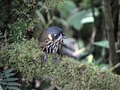 Grallaricula lineifrons