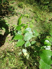 Betula × aurata