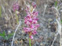 Anacamptis coriophora
