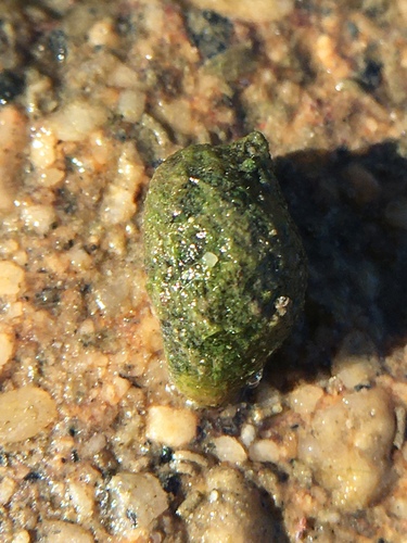 photo of Pond Snails, Bladder Snails, And Allies (Lymnaeoidea)