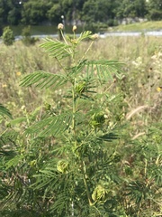 Desmanthus illinoensis