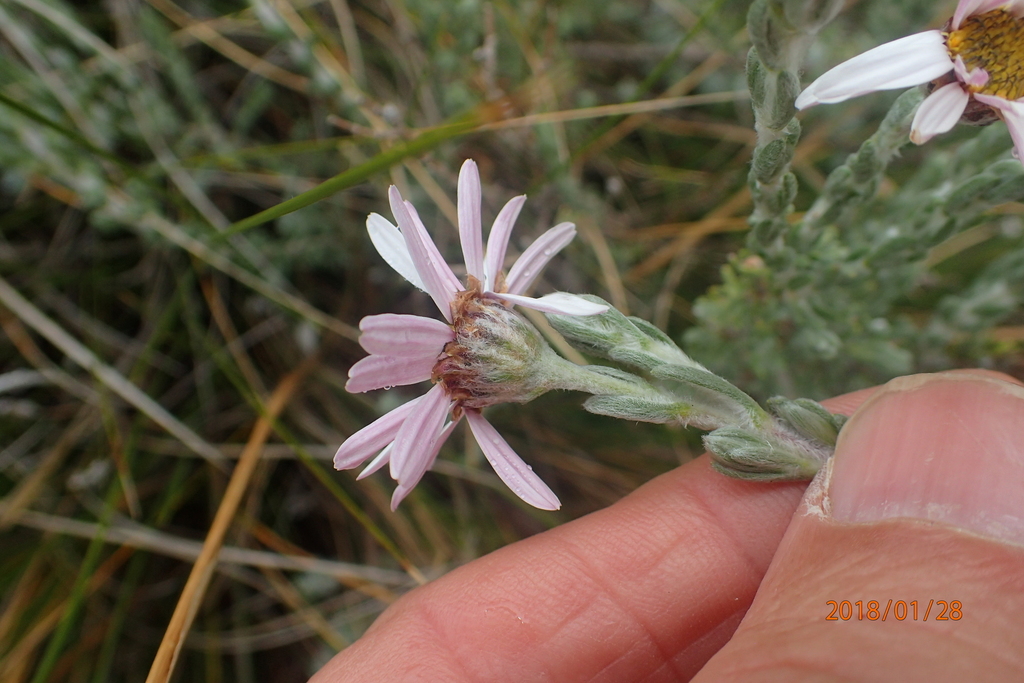 Eumorphia sericea