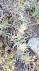 Castilleja pilosa