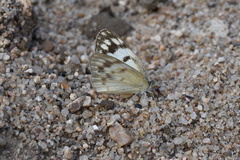 Colotis calais calais