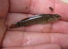 Etheostoma starnesi
