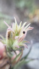 Castilleja pilosa