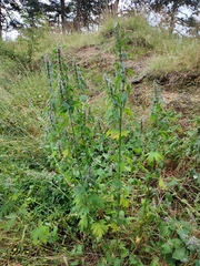 Leonurus quinquelobatus