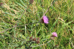 Centaurea decipiens