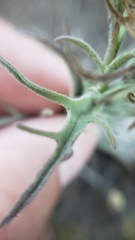 Castilleja pilosa