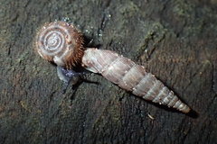 Laciniaria plicata
