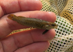 Etheostoma starnesi