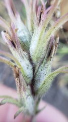 Castilleja pilosa