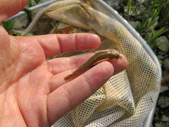 Etheostoma starnesi