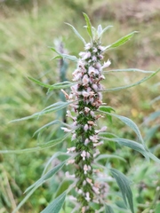 Leonurus quinquelobatus