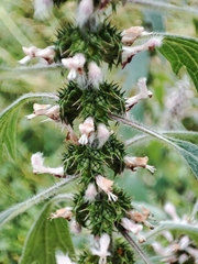 Leonurus quinquelobatus