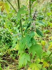 Leonurus quinquelobatus