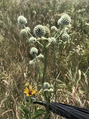 Eryngium yuccifolium