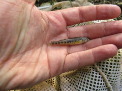 Etheostoma etnieri