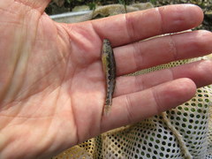 Etheostoma etnieri