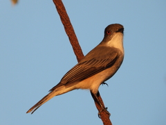 Pyrope pyrope pyrope