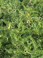 Astragalus penduliflorus