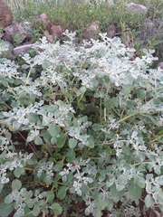 Tidestromia suffruticosa