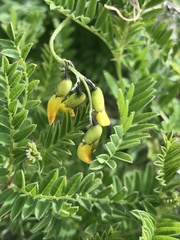 Astragalus penduliflorus