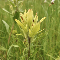 Castilleja mogollonica