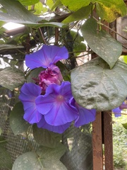 Ipomoea indica