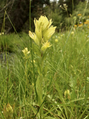 Castilleja mogollonica