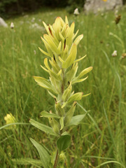 Castilleja mogollonica