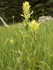 Castilleja mogollonica