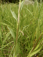 Castilleja mogollonica