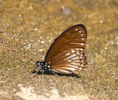 Graphium ramaceus