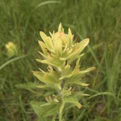 Castilleja mogollonica