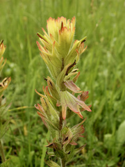 Castilleja mogollonica