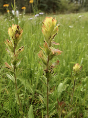 Castilleja mogollonica