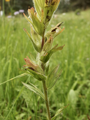 Castilleja mogollonica