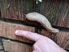 Elisolimax