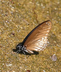 Graphium ramaceus