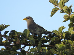 Ceuthmochares australis