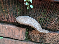 Elisolimax