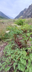 Hymenidium