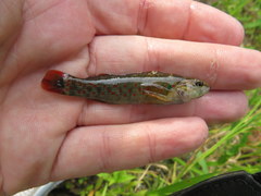 Etheostoma starnesi